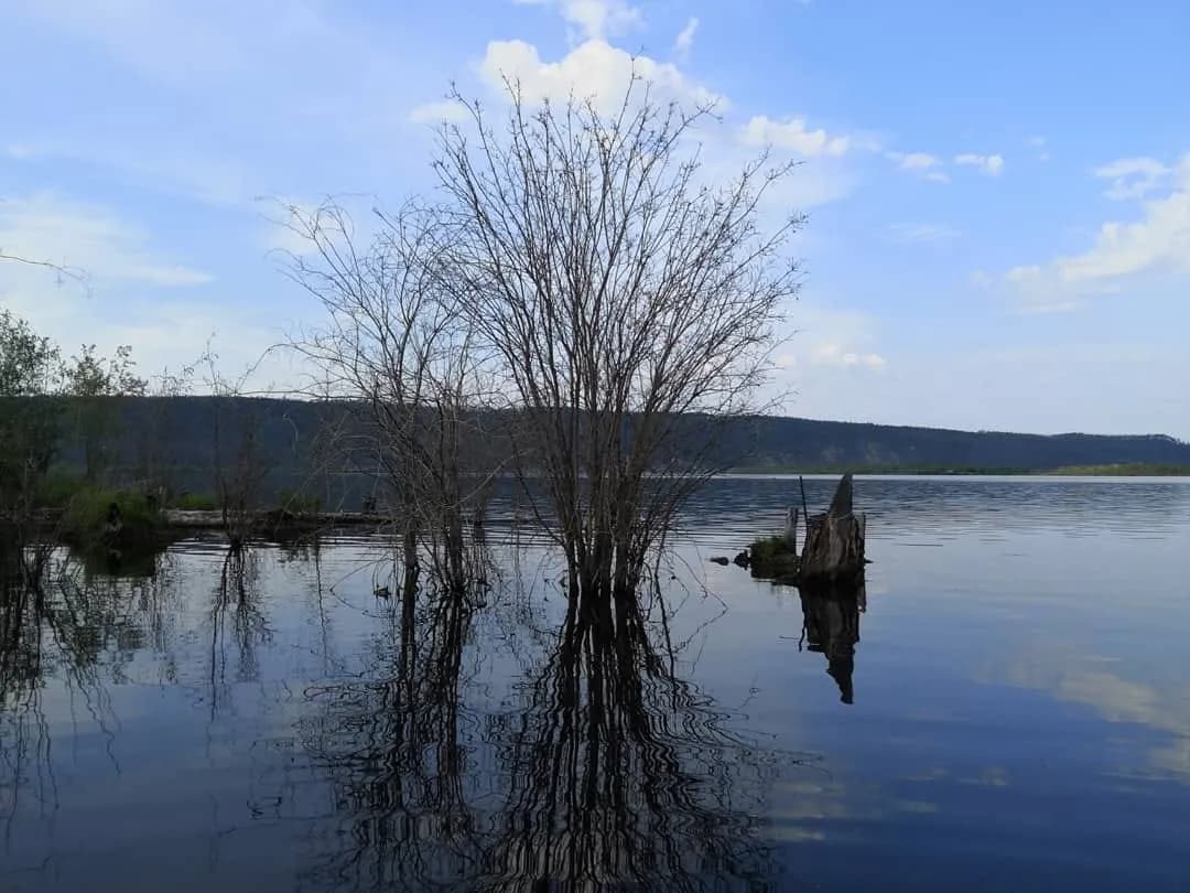 Голые деревья стоят в воде у берега, небо в облаках