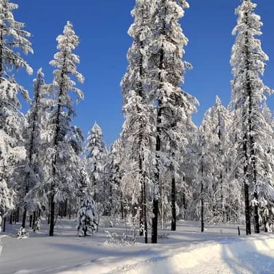 Заснеженная дорога через зимний лес