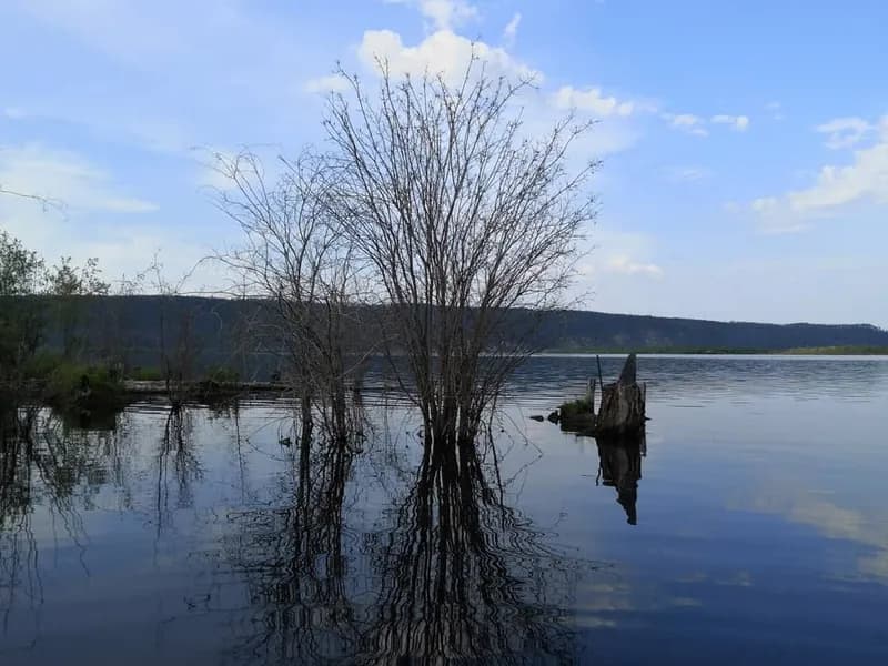 Голые деревья стоят в воде у берега, небо в облаках